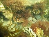Coll NL 052